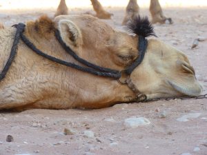 Sleeping Camel at Petra