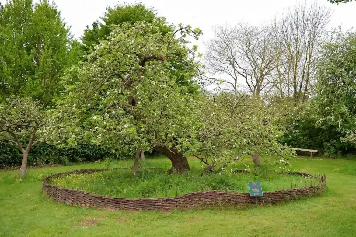 Isaac Newton’s Apple Tree (Lincolnshire, England)